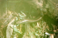 Vanzosaura rubricauda