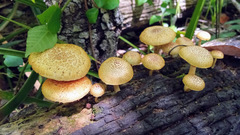 Gymnopilus palmicola