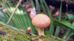 Gymnopilus palmicola