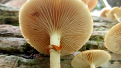 Gymnopilus palmicola