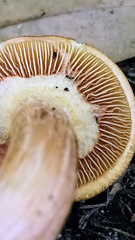 Gymnopilus palmicola