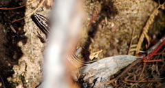 Vanzosaura rubricauda