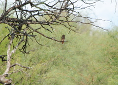 Glaucidium