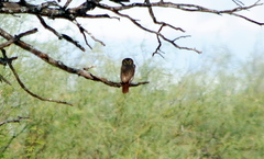 Glaucidium