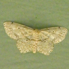 Scopula compensata