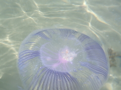 Aequorea forskalea