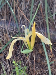 Iris tenuissima