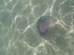 Aequorea forskalea