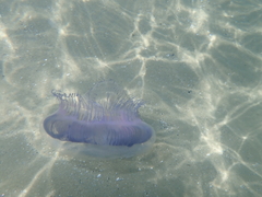 Aequorea forskalea