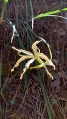 Iris tenuissima