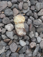 Agaricus deserticola