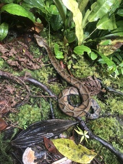 Bothrocophias microphthalmus
