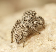 Habronattus hirsutus