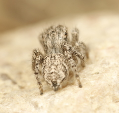 Habronattus hirsutus