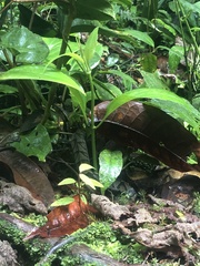 Bothrocophias microphthalmus