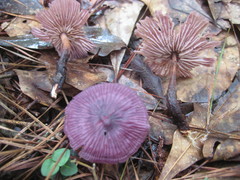 Gymnopus iocephalus