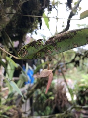 Pleurothallis ruberrima