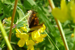 Butleria fruticolens