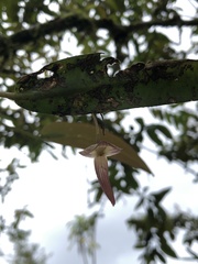 Pleurothallis ruberrima