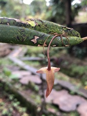 Pleurothallis ruberrima