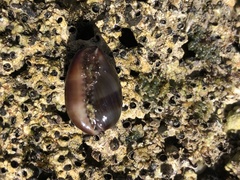 Monetaria caputophidii