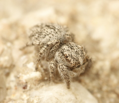 Habronattus hirsutus