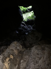 Rulyrana flavopunctata