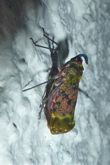 Enchophora sanguinea image