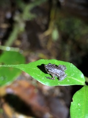 Rhinella festae
