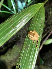 Pristimantis incomptus