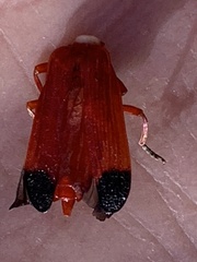 Lycus sanguineus