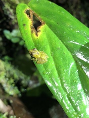 Pristimantis prolatus