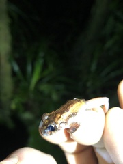 Pristimantis incomptus