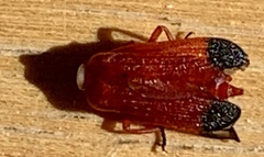 Lycus sanguineus
