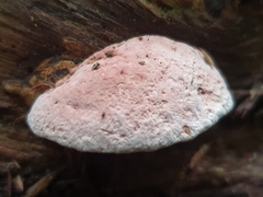 Rhodofomitopsis feei