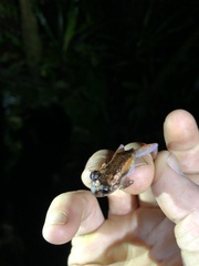 Pristimantis incomptus