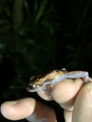 Pristimantis incomptus