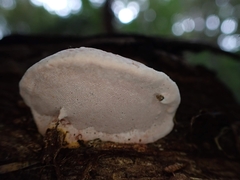 Rhodofomitopsis feei