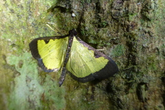 Goniorhynchus hampsoni