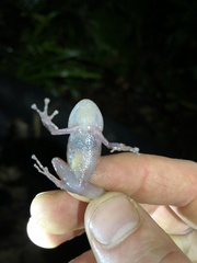 Pristimantis incomptus