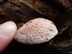 Rhodofomitopsis feei