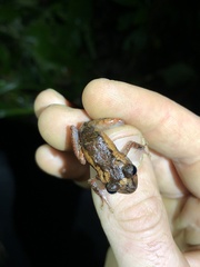 Pristimantis incomptus