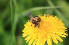 Andrena dunningi