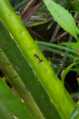 Micrathena swainsoni