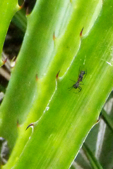 Micrathena swainsoni