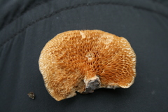 Neofavolus americanus