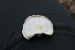 Neofavolus americanus