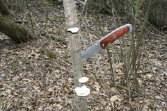 Neofavolus americanus