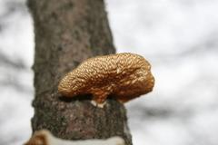 Neofavolus americanus