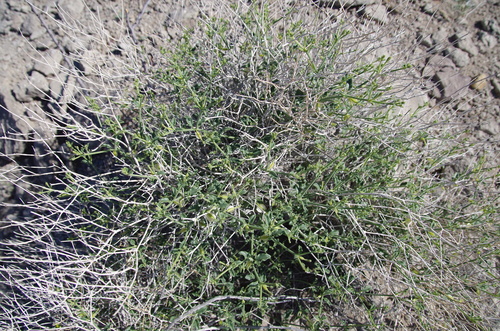 Image of Acleisanthes parvifolia by (c) Eric Knight, some rights reserved (CC BY)